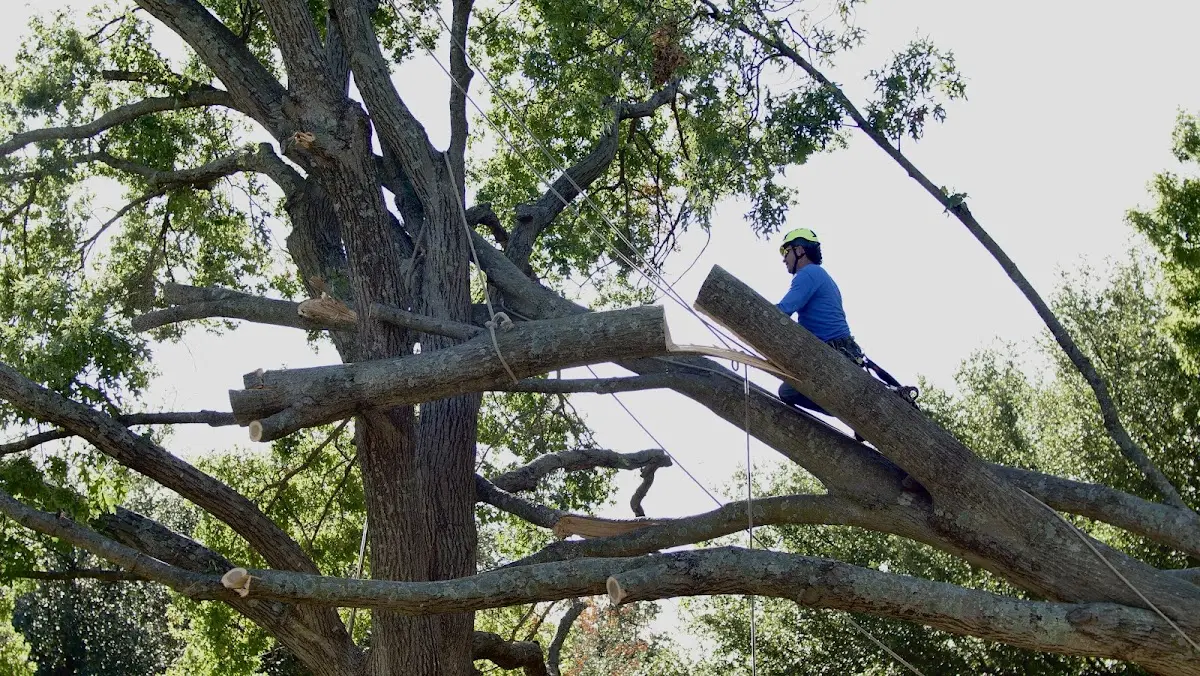 Professional Crown Thinning performed by certified arborists in Chattanooga